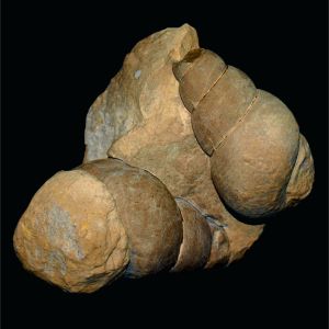 Baurguetia striata_Niemcy_89